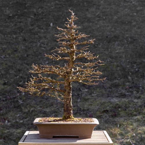 Mélèze (Larix)