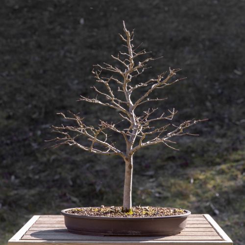 Orme (Ulmus)