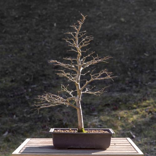 Orme (Ulmus)