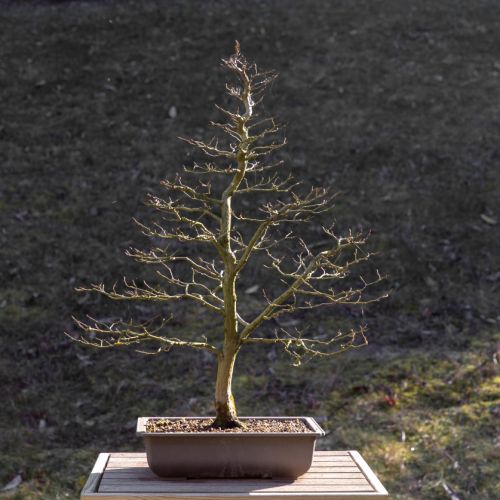 Charme (Carpinus betulus)