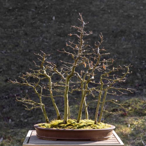 Charme (Carpinus betulus)