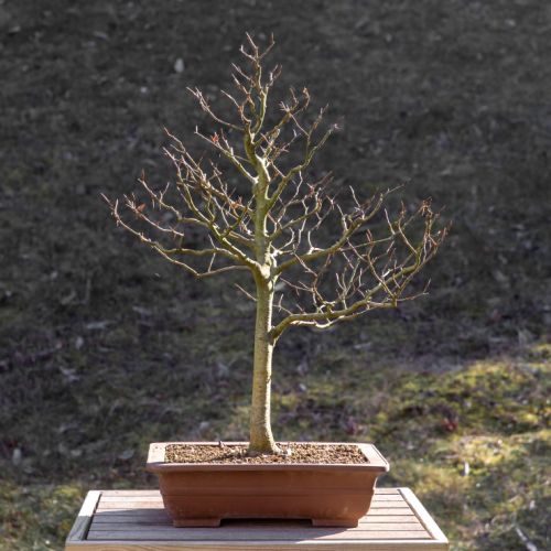 Hêtre (Fagus sylvatica)