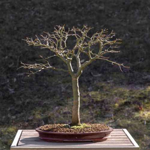 Erable du Japon (Acer palmatum)