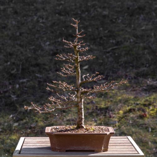 Mélèze (Larix)
