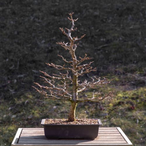 Mélèze (Larix)