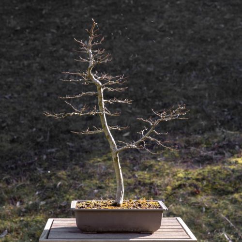 Charme (Carpinus betulus)