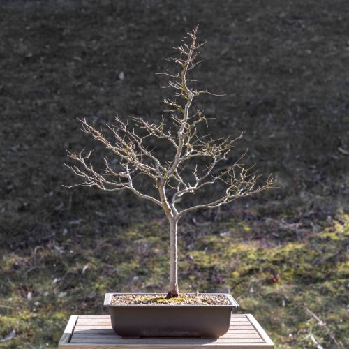 Orme (Ulmus)