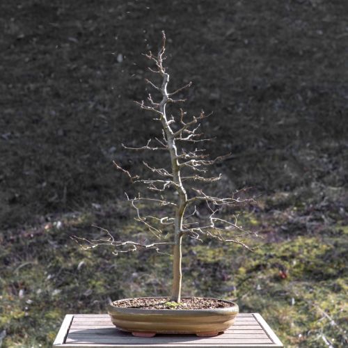 Charme (Carpinus betulus)