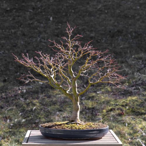 Erable du Japon (Acer palmatum)