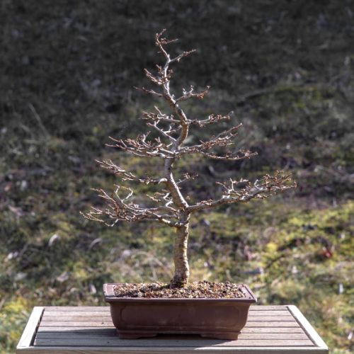 Mélèze (Larix)