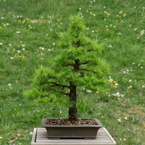 Larix decidua (mélèze)