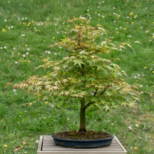 Acer palmatum (Erable du Japon)