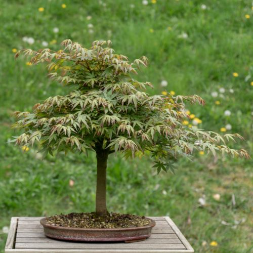 Acer palmatum (Erable du Japon)