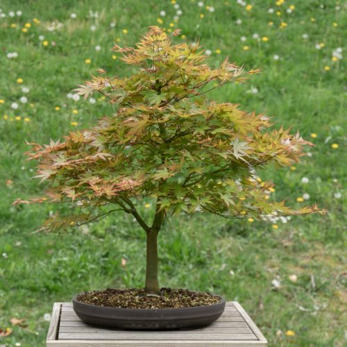 Acer palmatum (Erable du Japon)