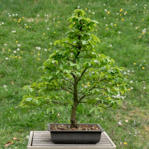 Carpinus betulus (charme)