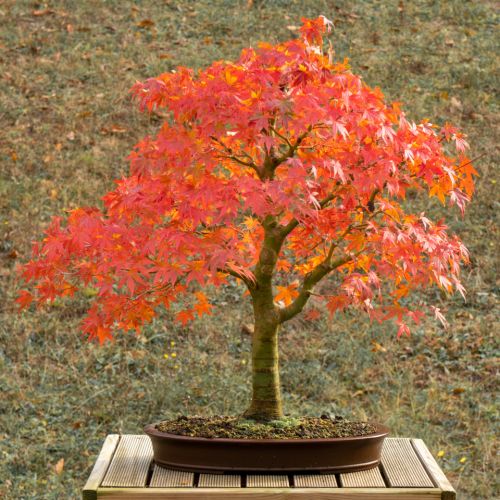 Erable (Acer palmatum) - 14 ans après semis