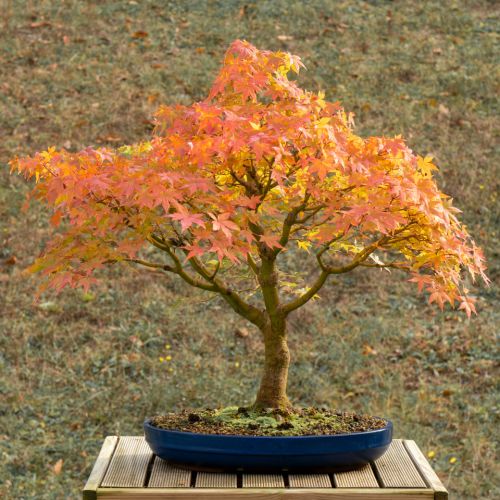 Erable (Acer palmatum) - 18 ans après semis