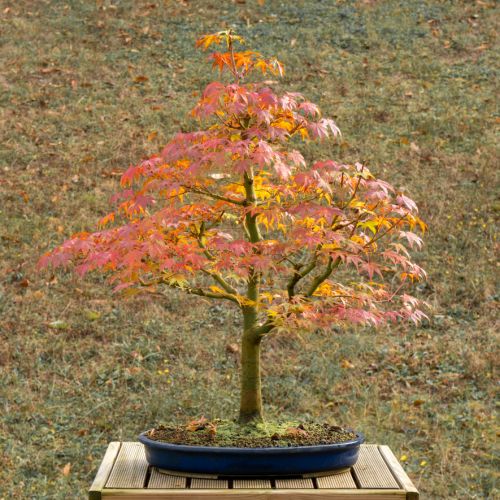 Erable (Acer palmatum) - 14 ans après semis