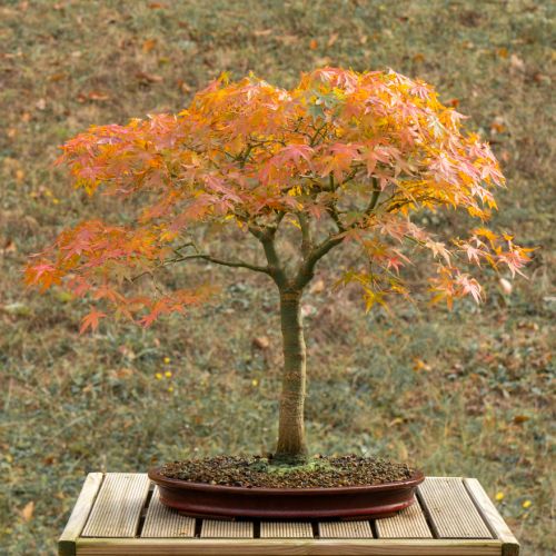 Erable (Acer palmatum) - 14 ans après semis