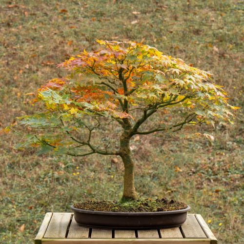 Erable (Acer palmatum) - 14 ans après semis