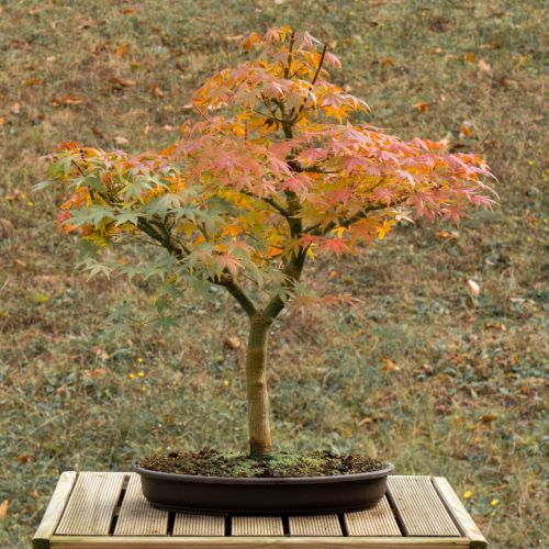 Erable (Acer palmatum) - 14 ans après semis