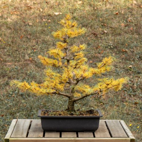 Mélèze (Larix decidua) - 14 ans après semis