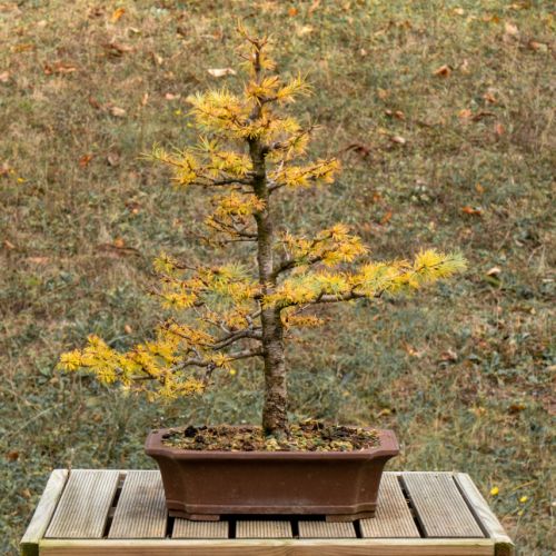 Mélèze (Larix decidua) - 14 ans après semis