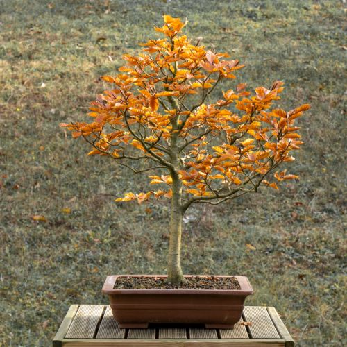Hêtre (Fagus sylvatica) - 18 ans après semis