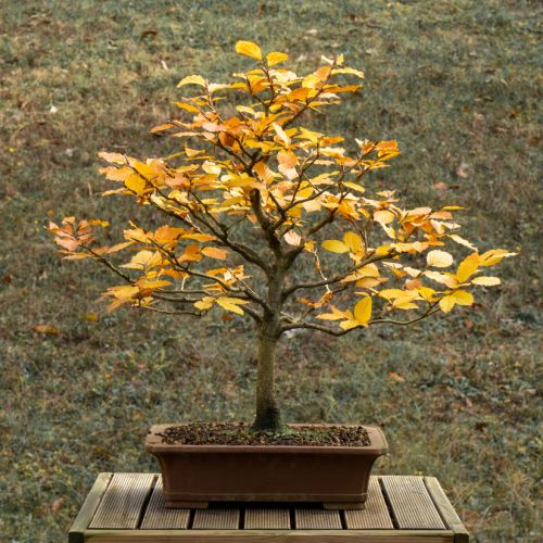 Hêtre (Fagus sylvatica) - 18 ans après semis